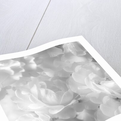 Roses by Assaf Frank